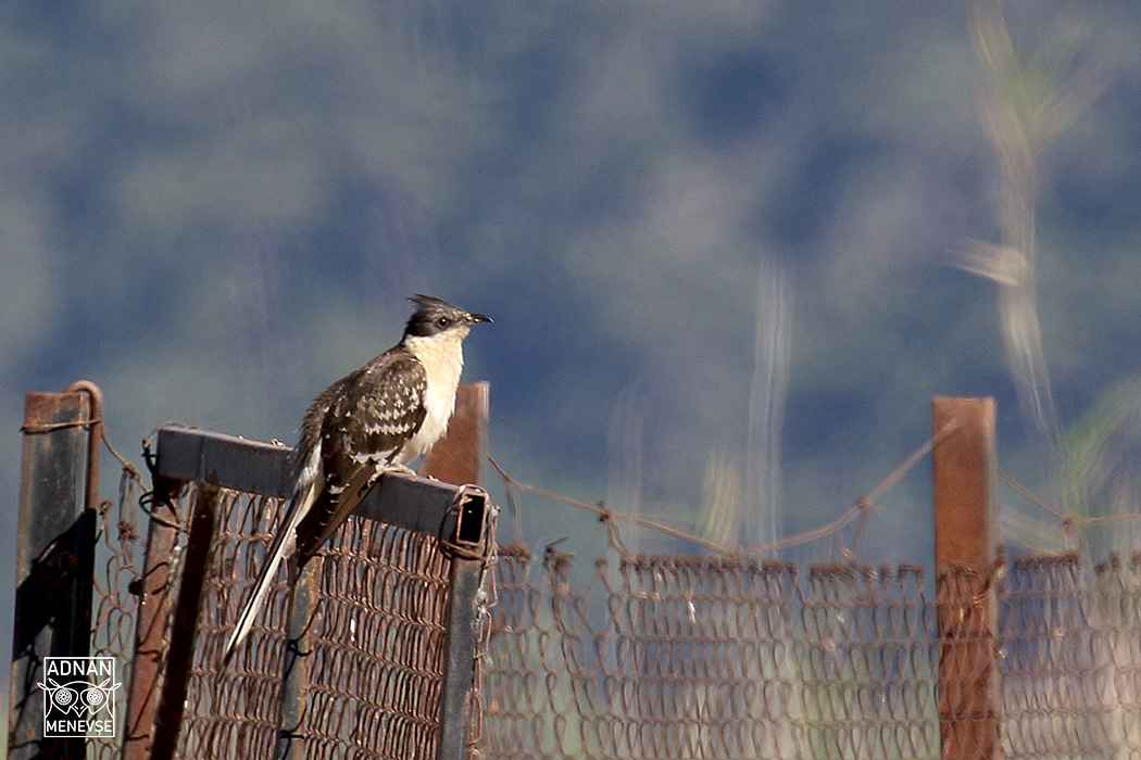 Great Spotted Cuckoo